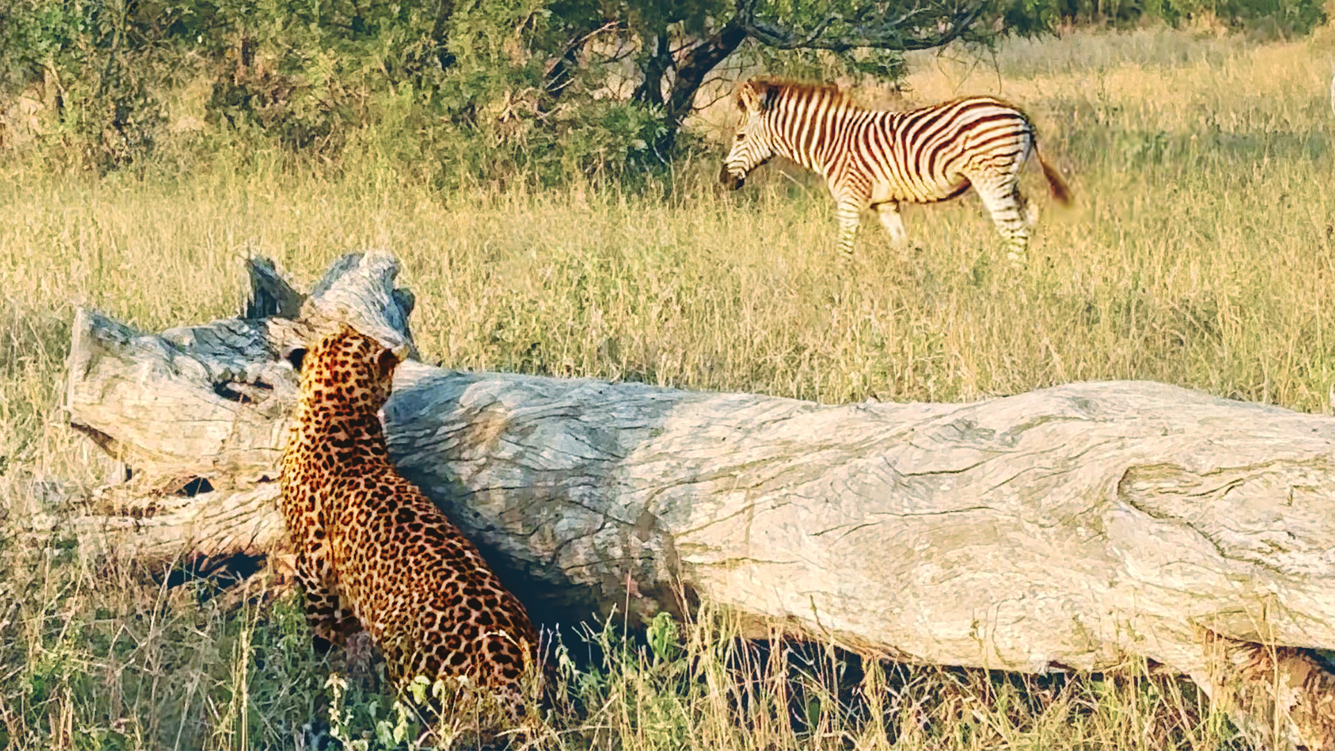 Leopard Thinks Twice About Hunting Baby Zebra