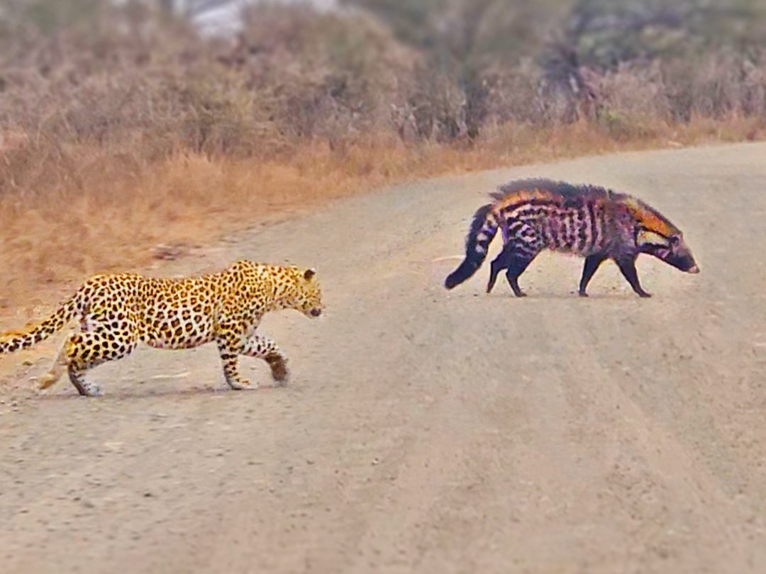 Leopard Caught Stalking Civet In Plain Sight