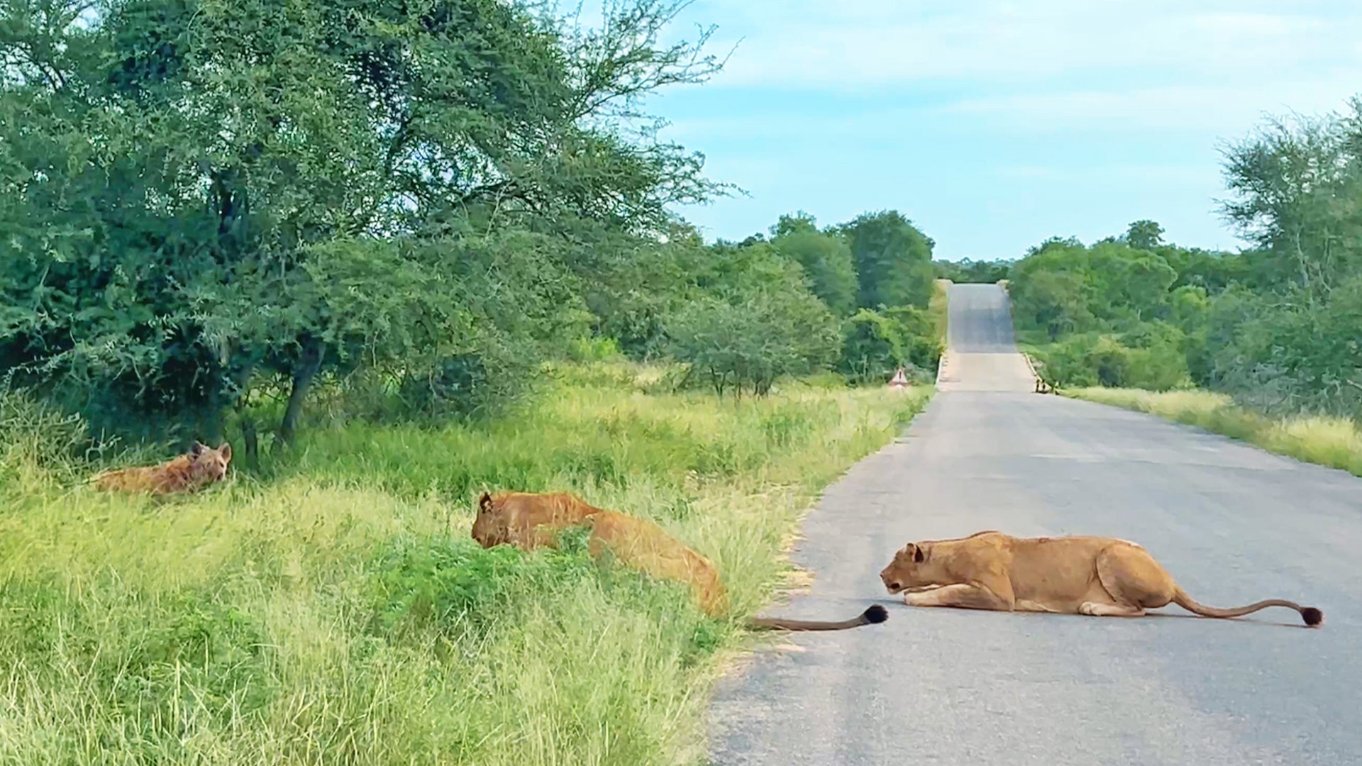 Watch Old Hyena Getting Caught Out By Hungry Lions