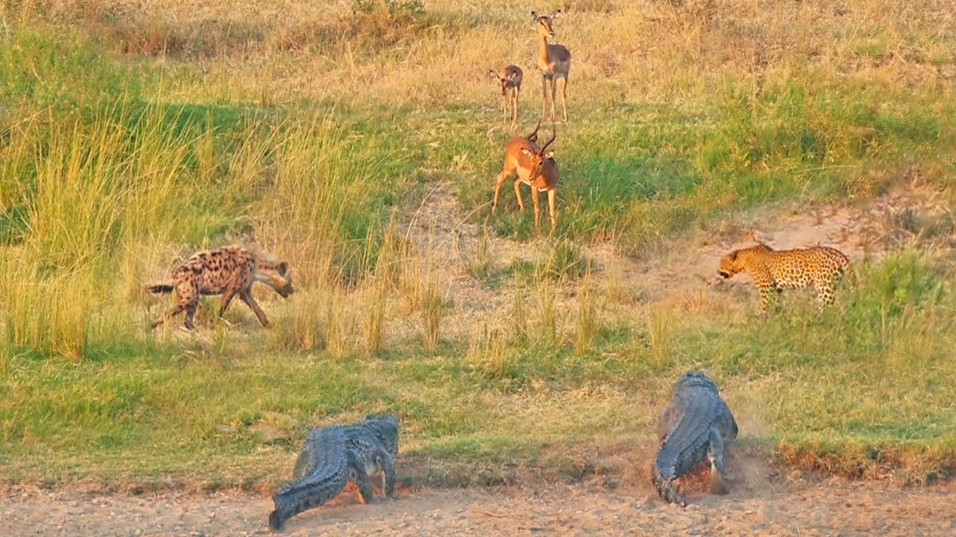 3 Against 1: Watch Impala Battle Leopard, Crocodiles, and Hyenas 