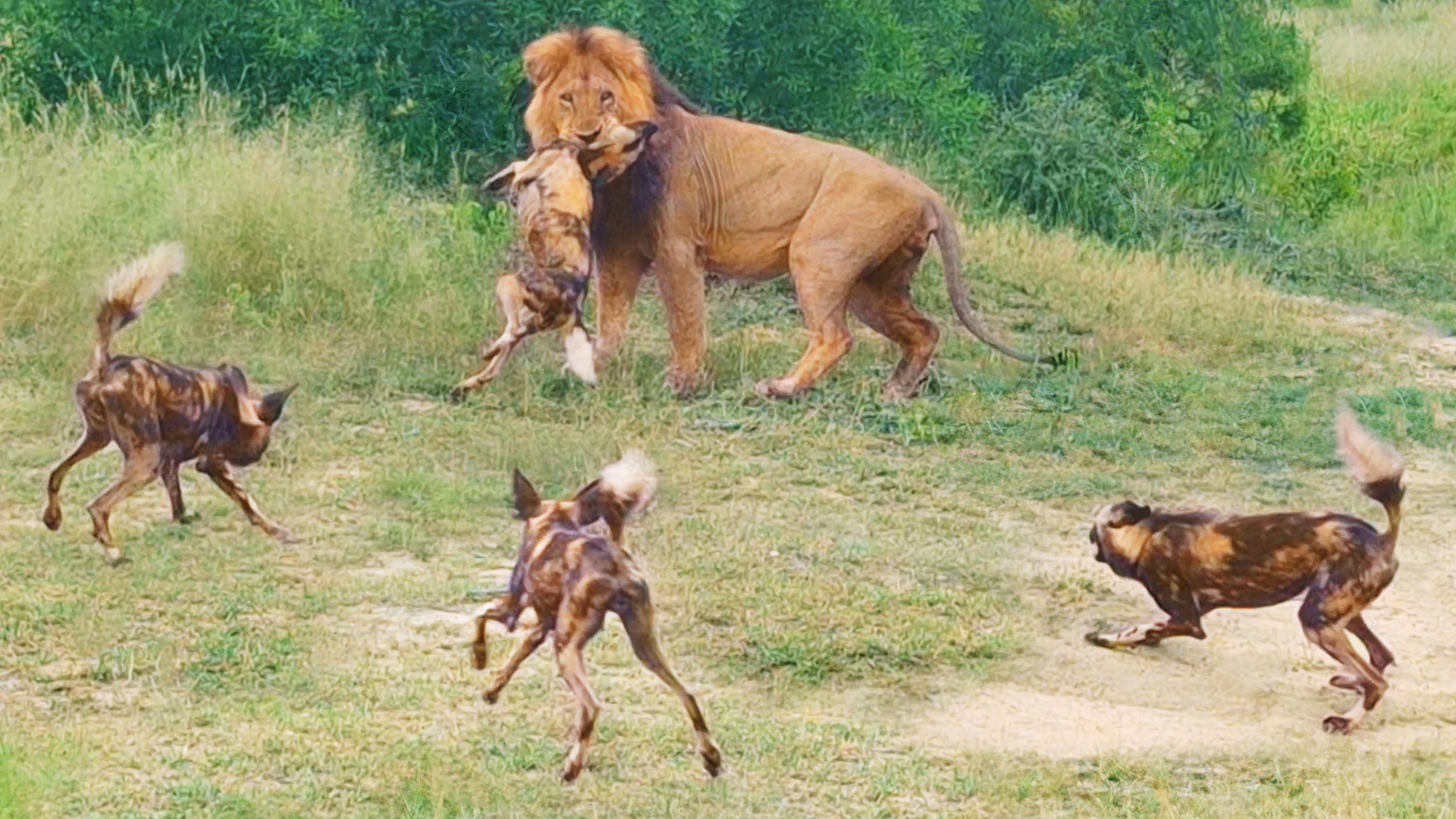 Watch Wild Dogs Trying To Save Brother From Lion