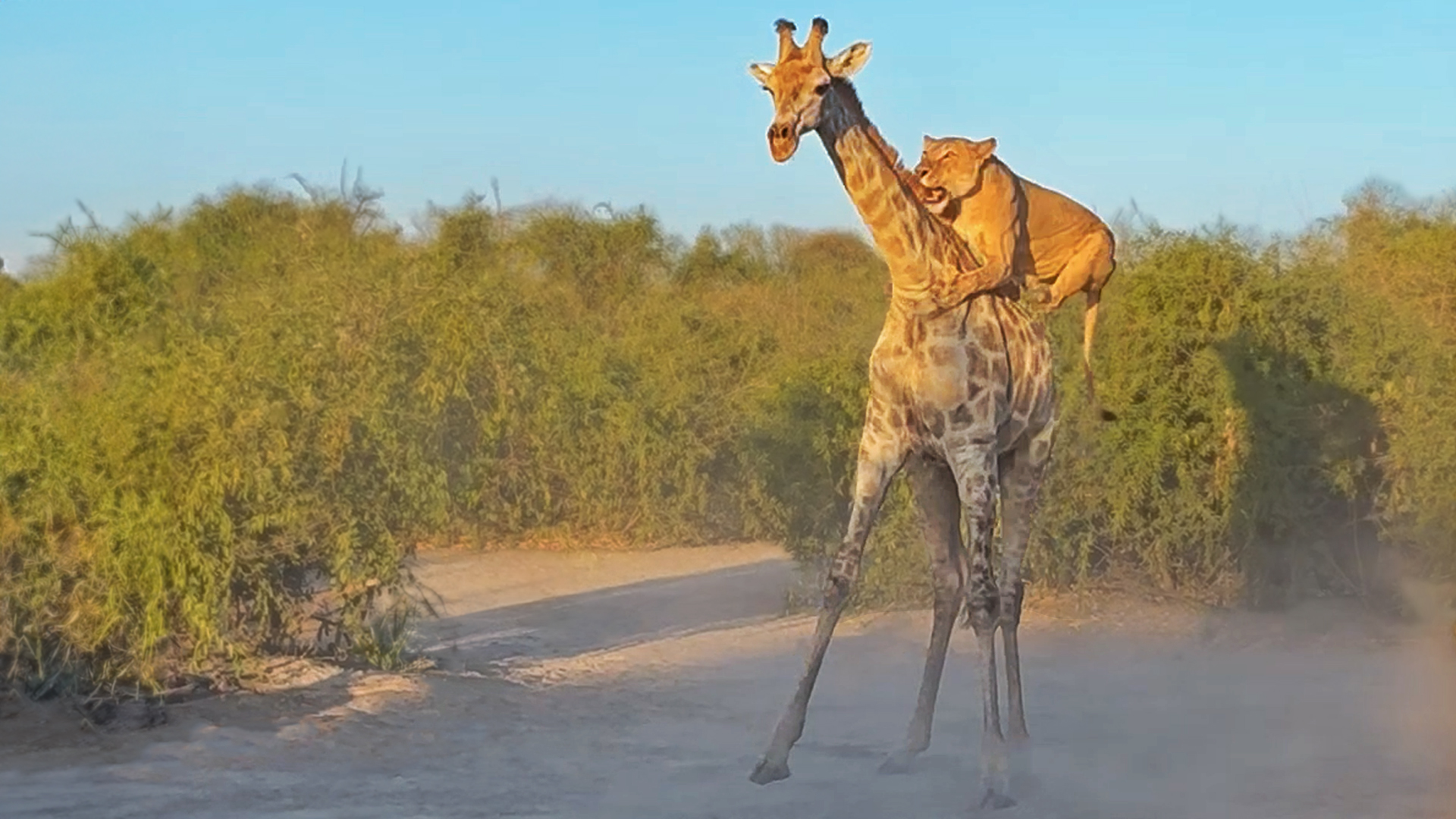 Watch Lion Attempting To Ride Giraffe To Bring It Down