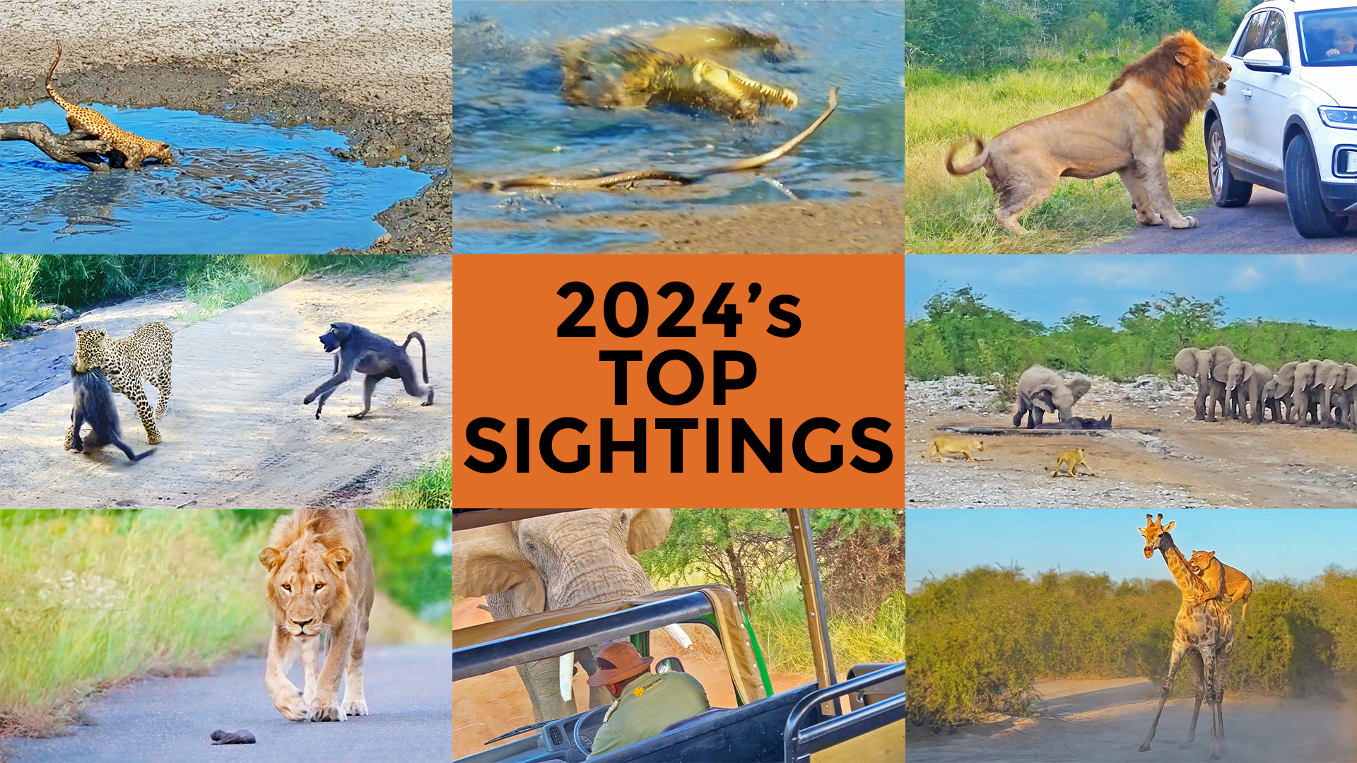 Watch The Wildest Animal Sightings of 2024