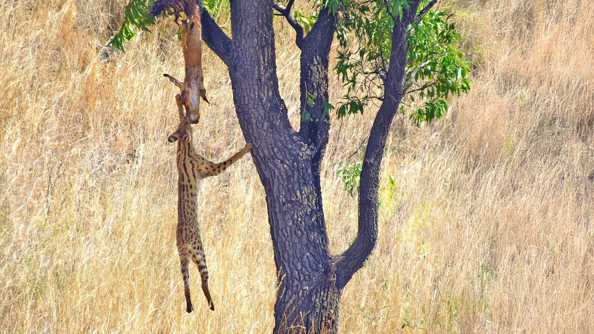 Serval Hangs from Impala’s Head