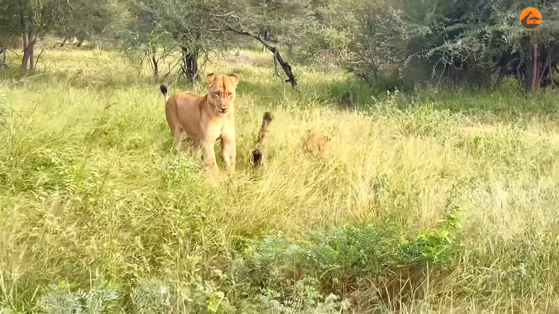 Watch Old Hyena Getting Caught Out By Hungry Lions