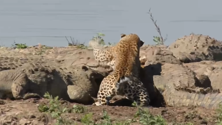 Watch Blind Leopard Attempt To Steal From 10 Large Crocs