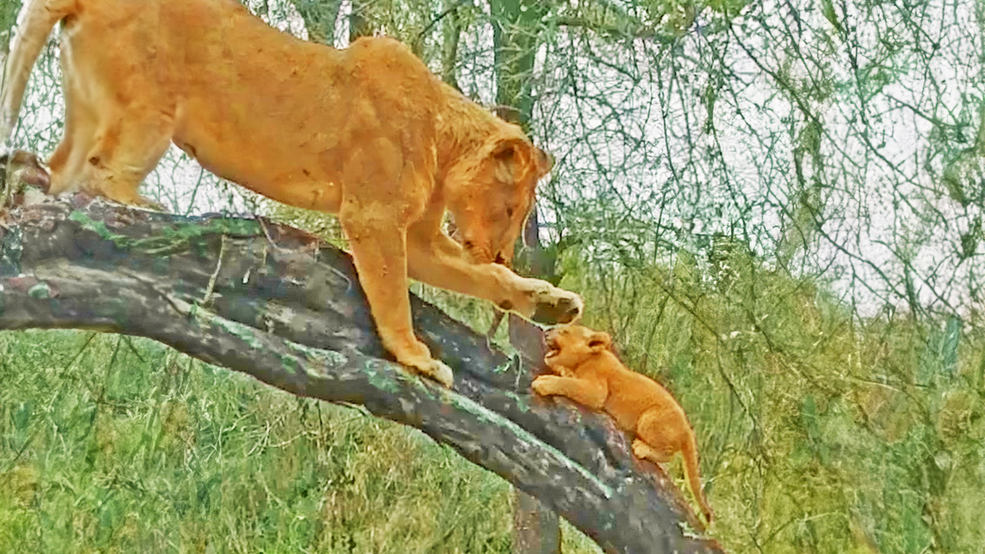 Cute: Watch Lioness Teaching Cub To Climb Tree