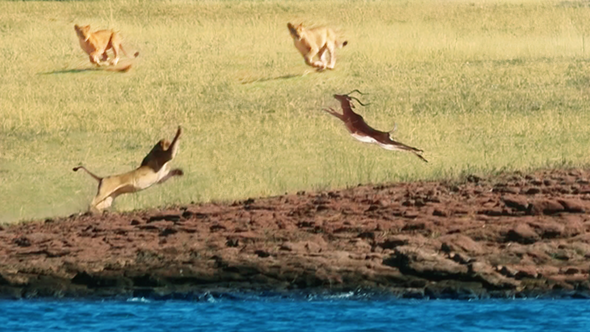 Watch Impalas Attempt To Jump Over 7 Lions