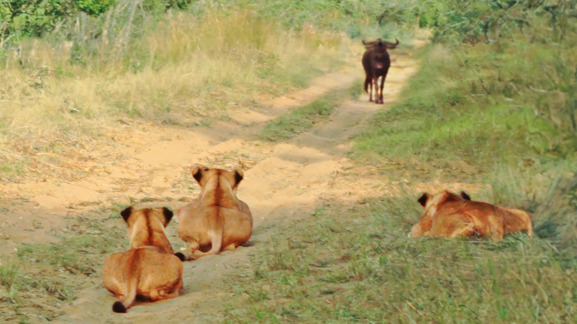 Watch Wildebeest Walk Right Into Lion Trap