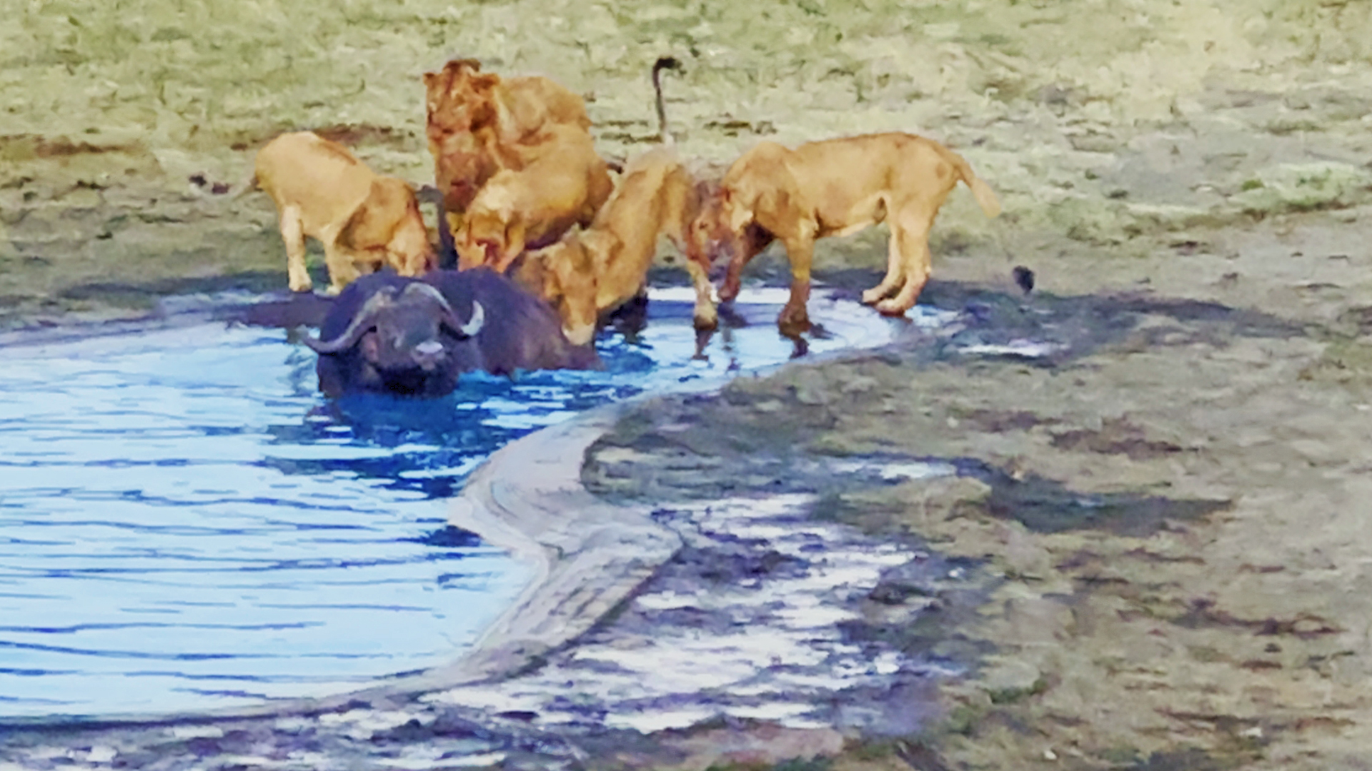 Watch Buffalo Take One Final Breath