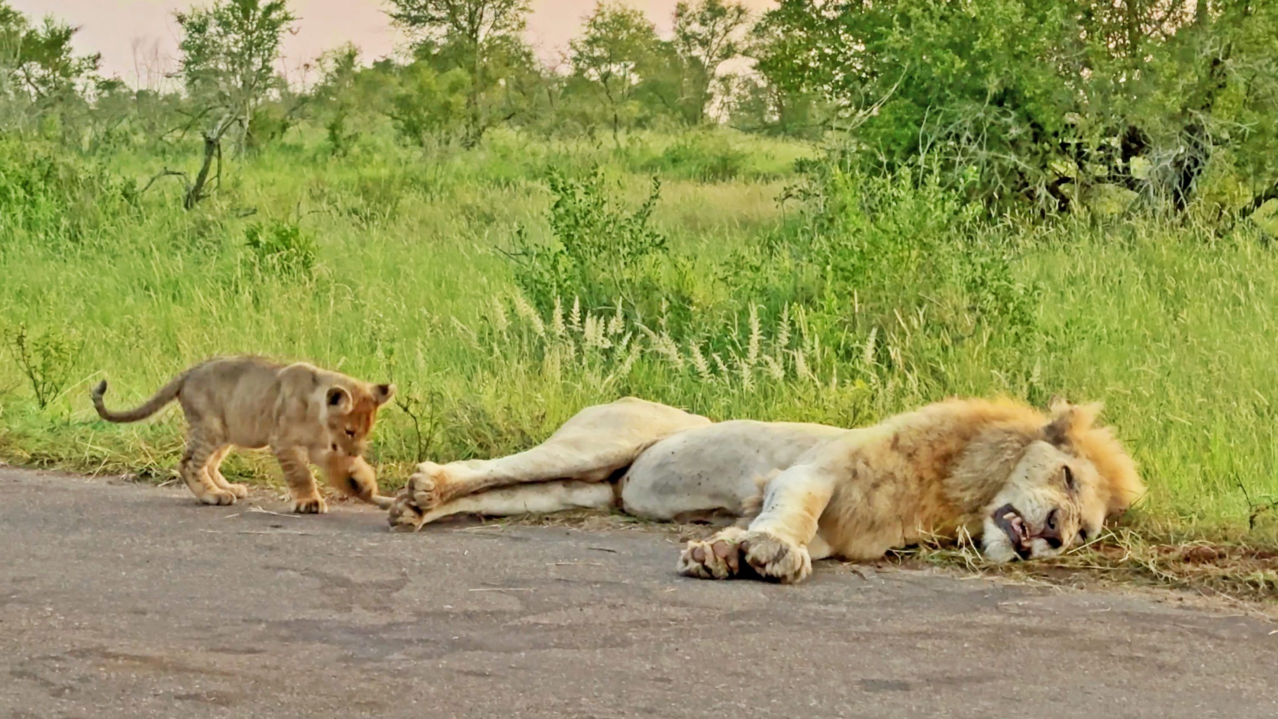 Lion Cub Learns Why You Don’t Bite on Dad’s Tail