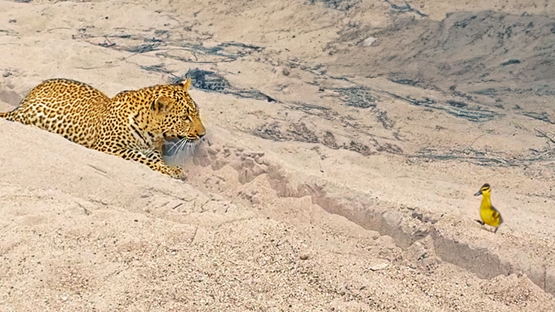 Watch How Innocent Baby Bird Tries Escaping from Leopard – Crazy Ending