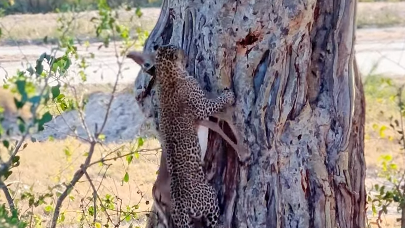 Leopard Drags Own Bodyweight Up A Tree