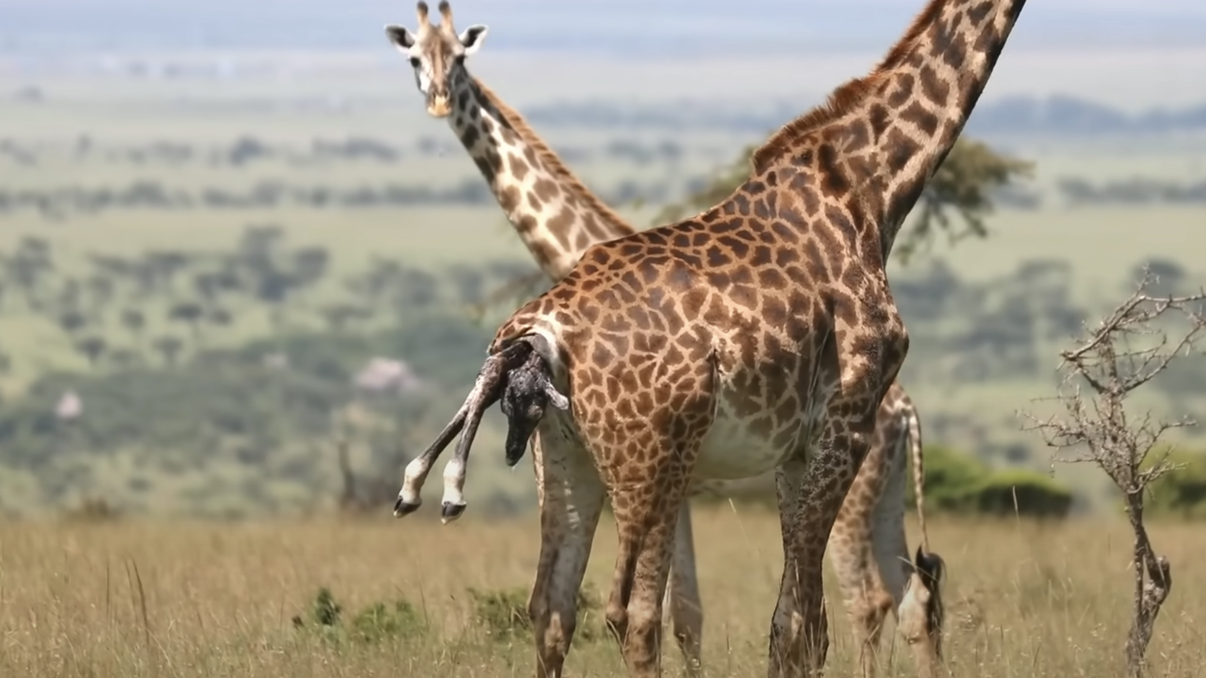 Watch How This Baby Giraffe Walks Just Minutes After Being Born