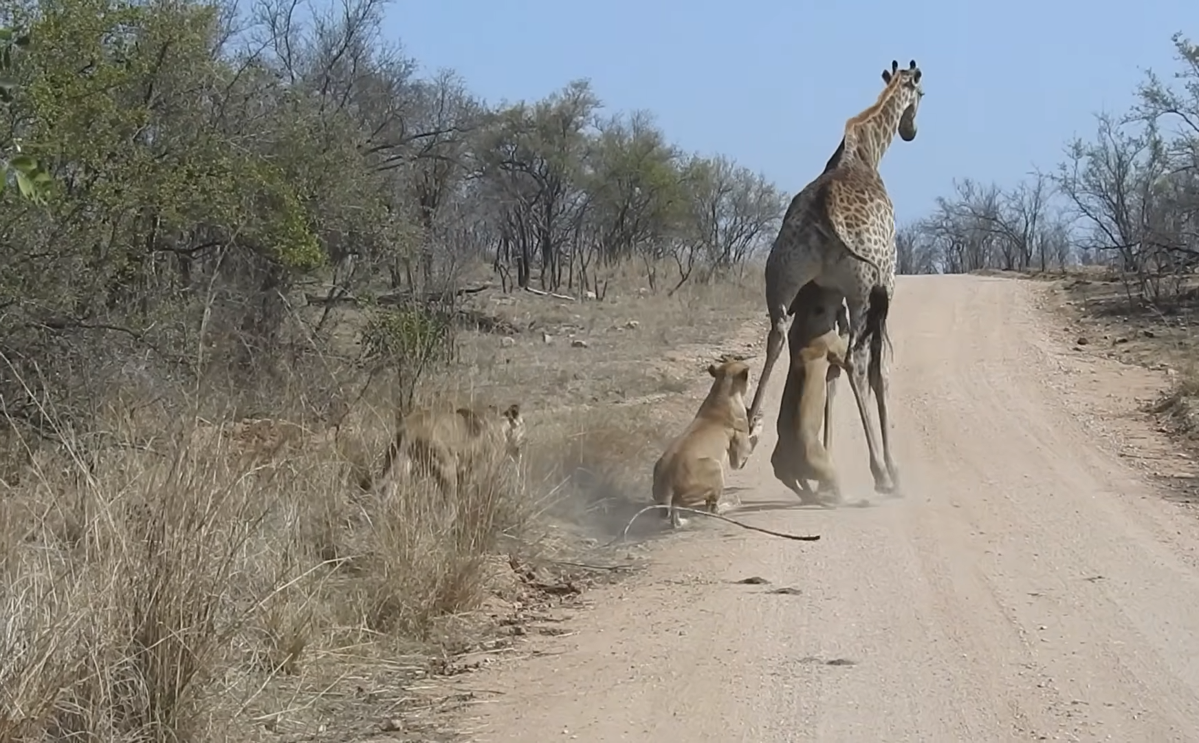 Watch Lions Bring Giraffe To The Ground 