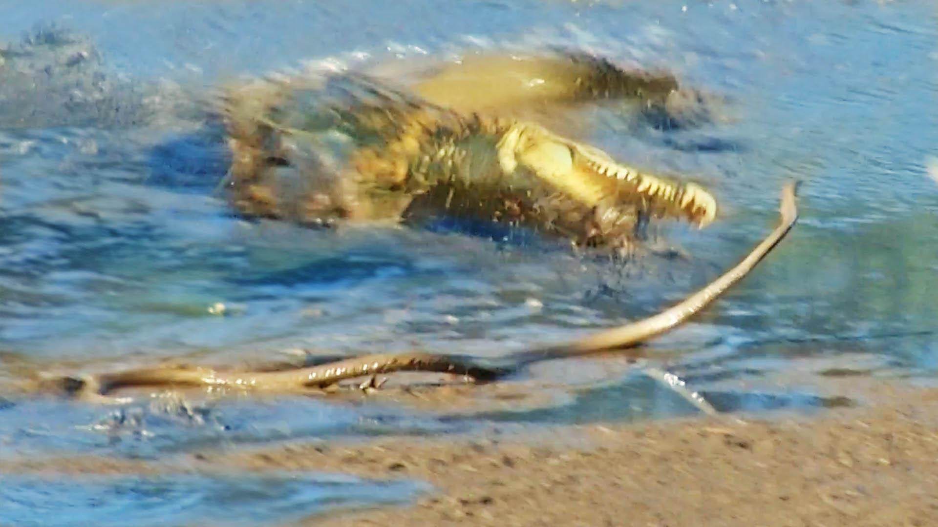 Watch: Black Mamba vs Crocodile In The Kruger 