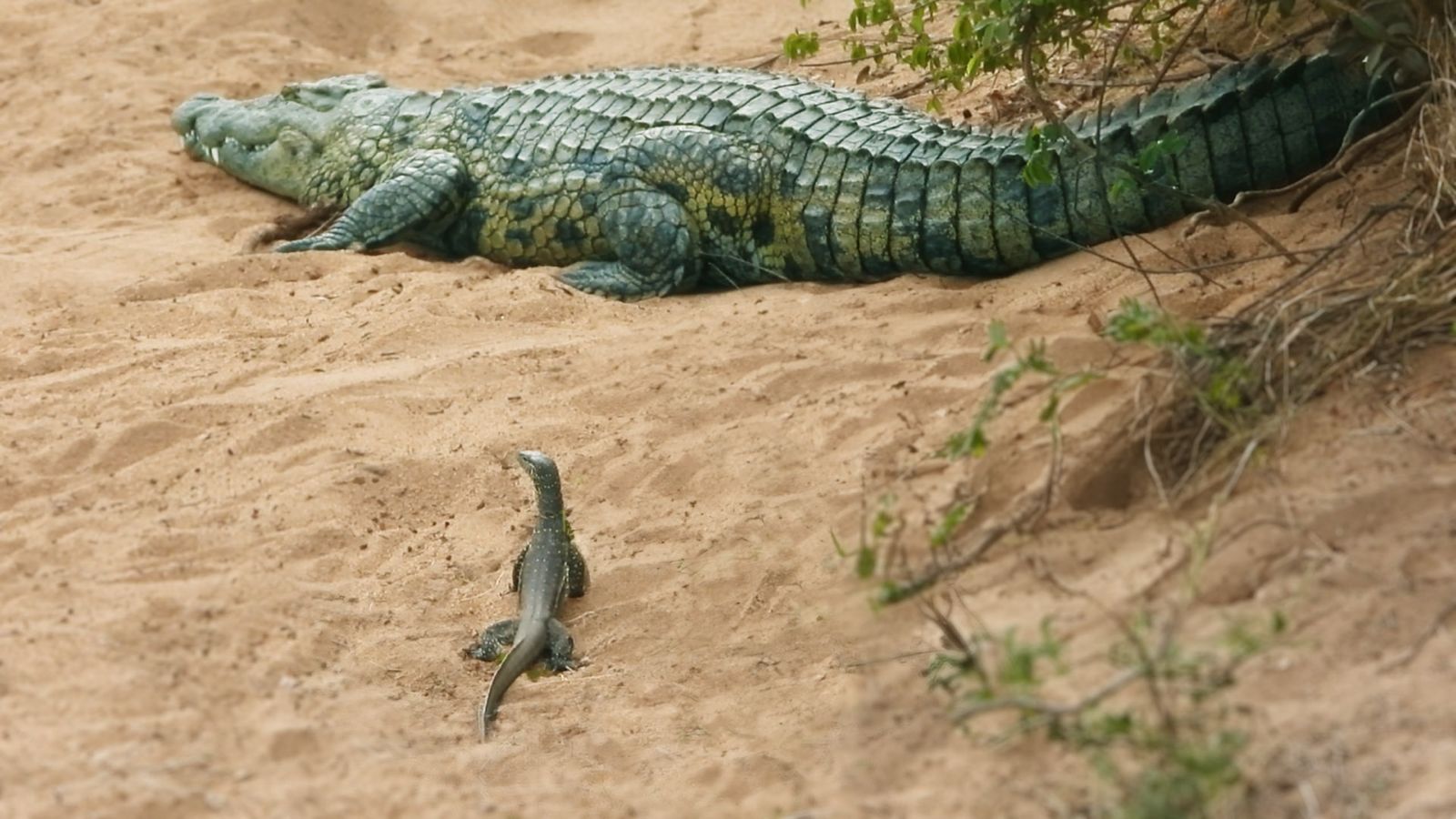 Wow: Lizard Runs Off With Baby Crocodile