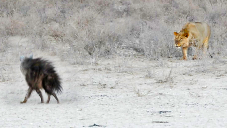 Hyena Fatally Walks Into Three Lions