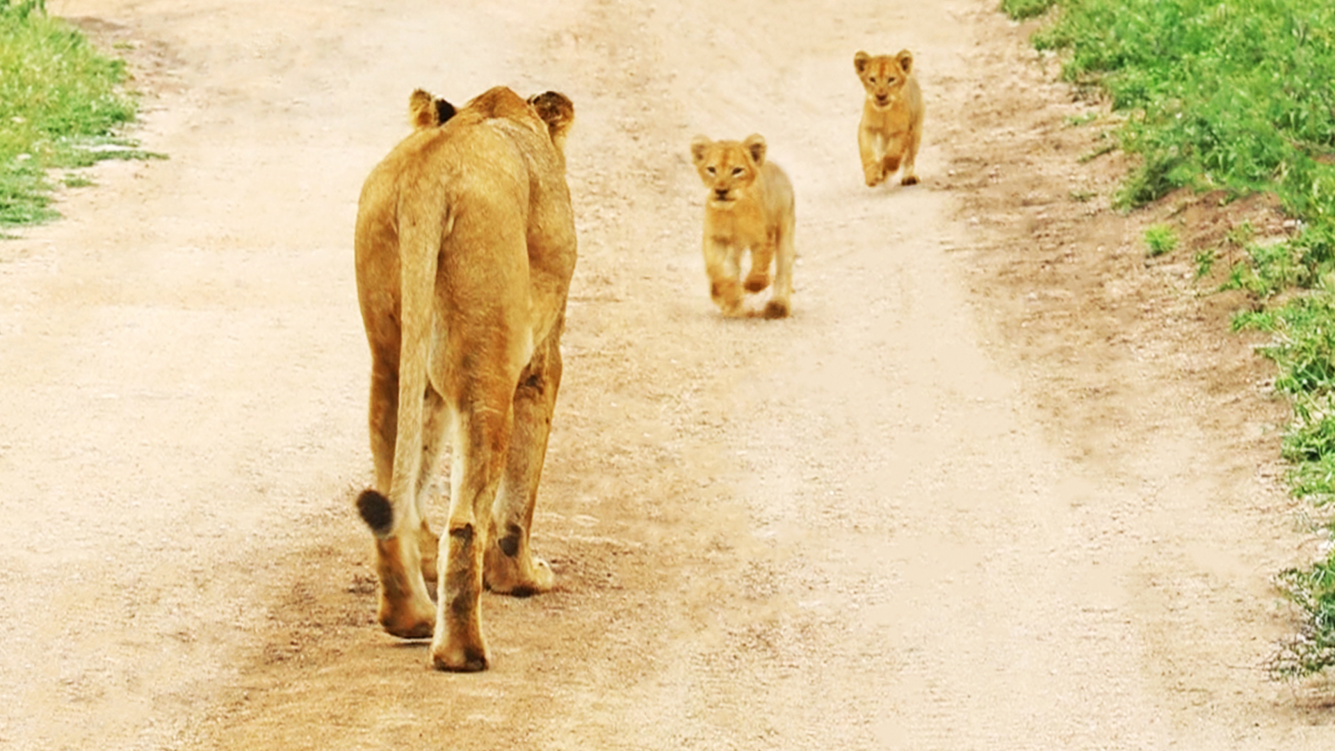 Watch: Heartwarming Moment Lioness Reunites With Cubs