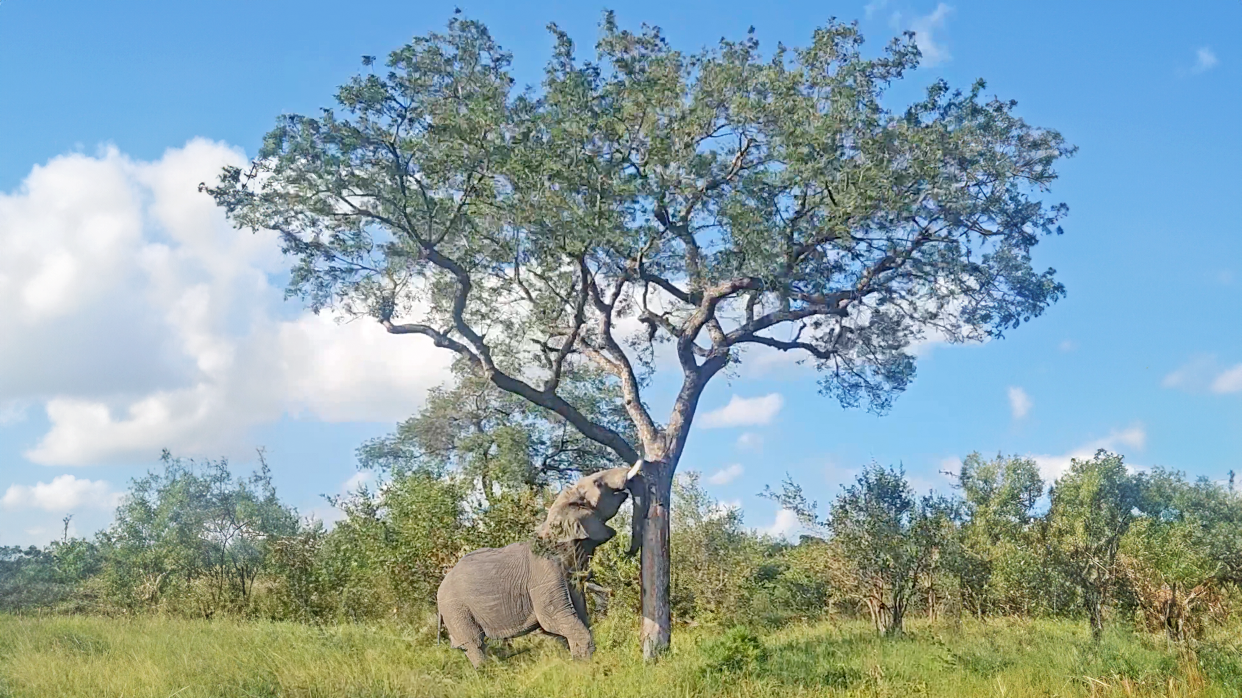 Watch: Elephant Pushes Down Huge Old Tree