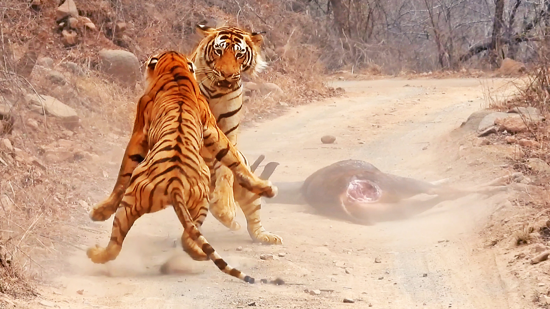 Watch Moment Tigress Tries To Steal Huge Meal From Male