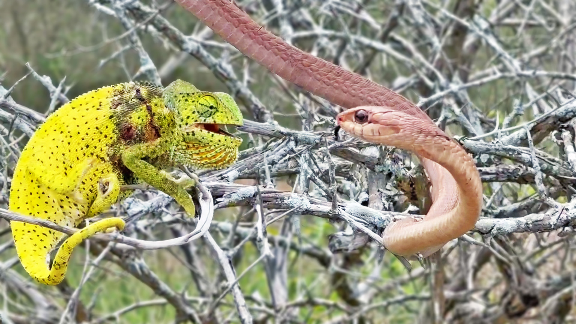 Watch Chameleon Bite Venomous Snake While Being Attacked