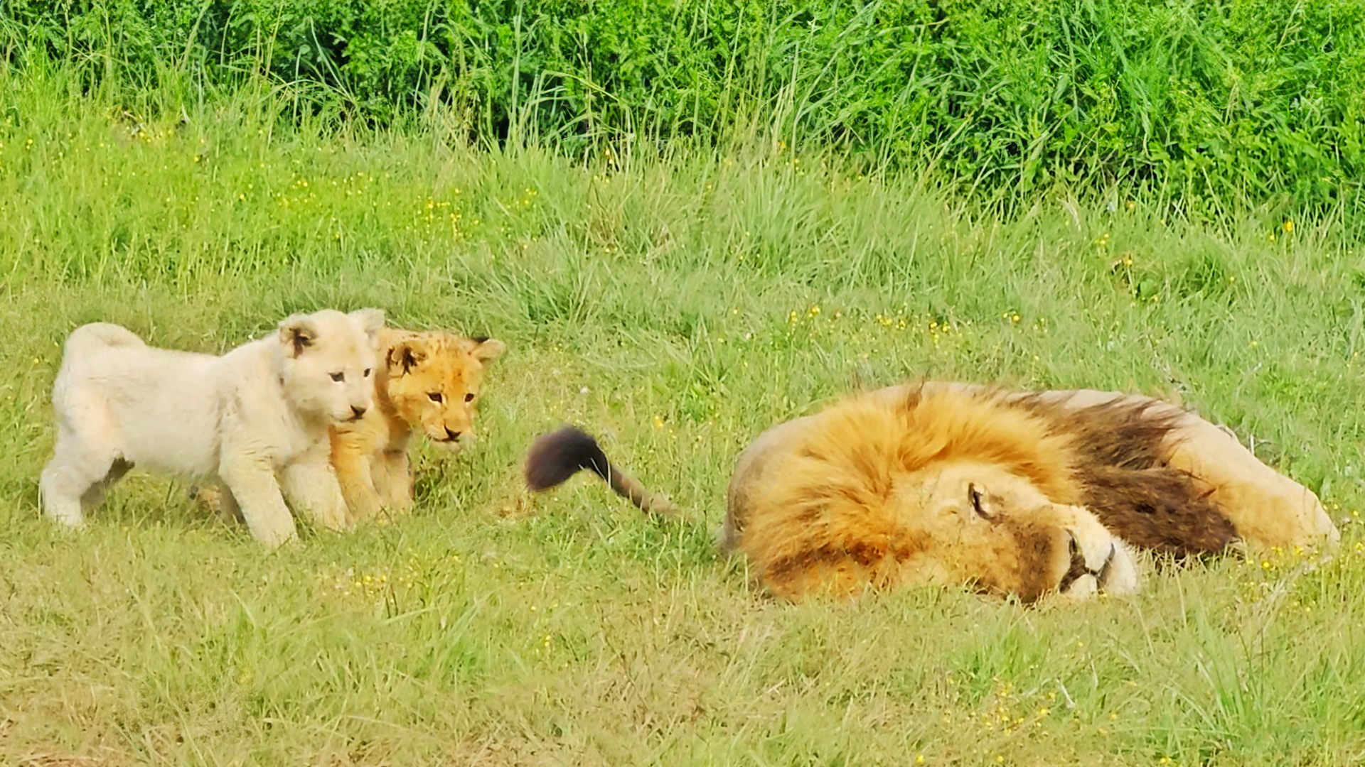 Watch Naughty Lion Cubs Annoy Sleeping Dad