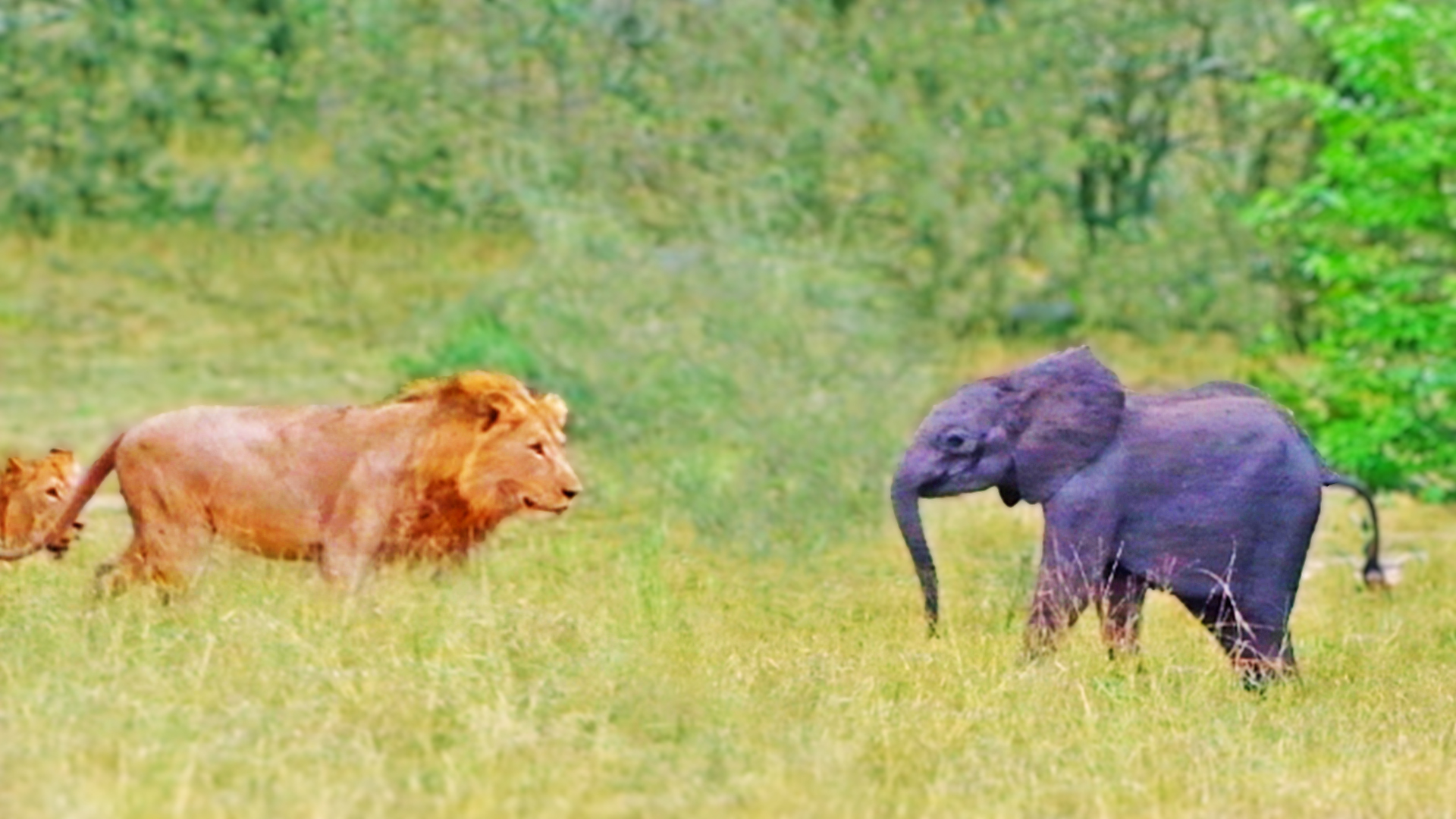 Lions Find Lost Baby Elephant