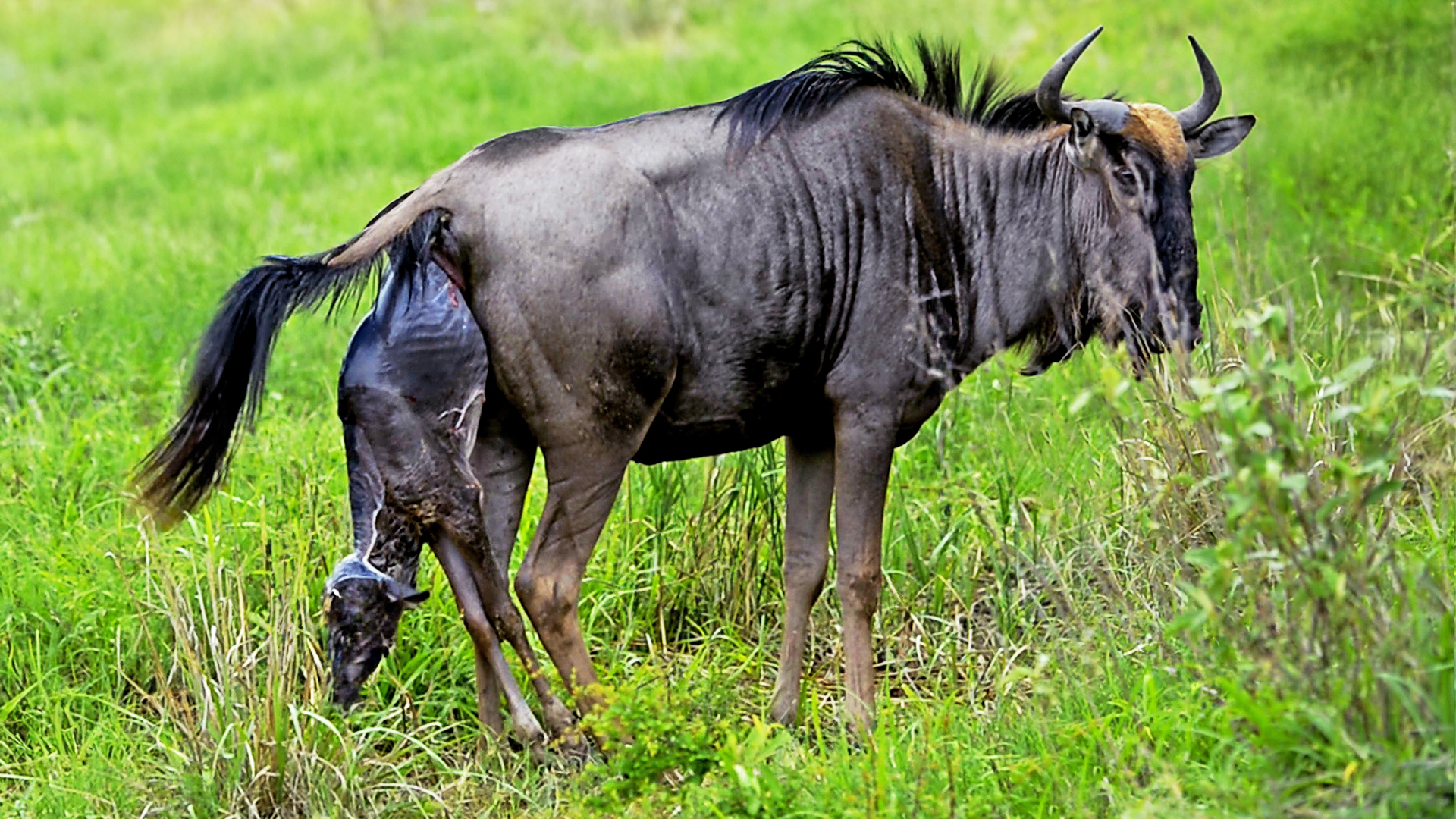 Wildebeest Takes Its First Wobbly Steps Minutes After Birth