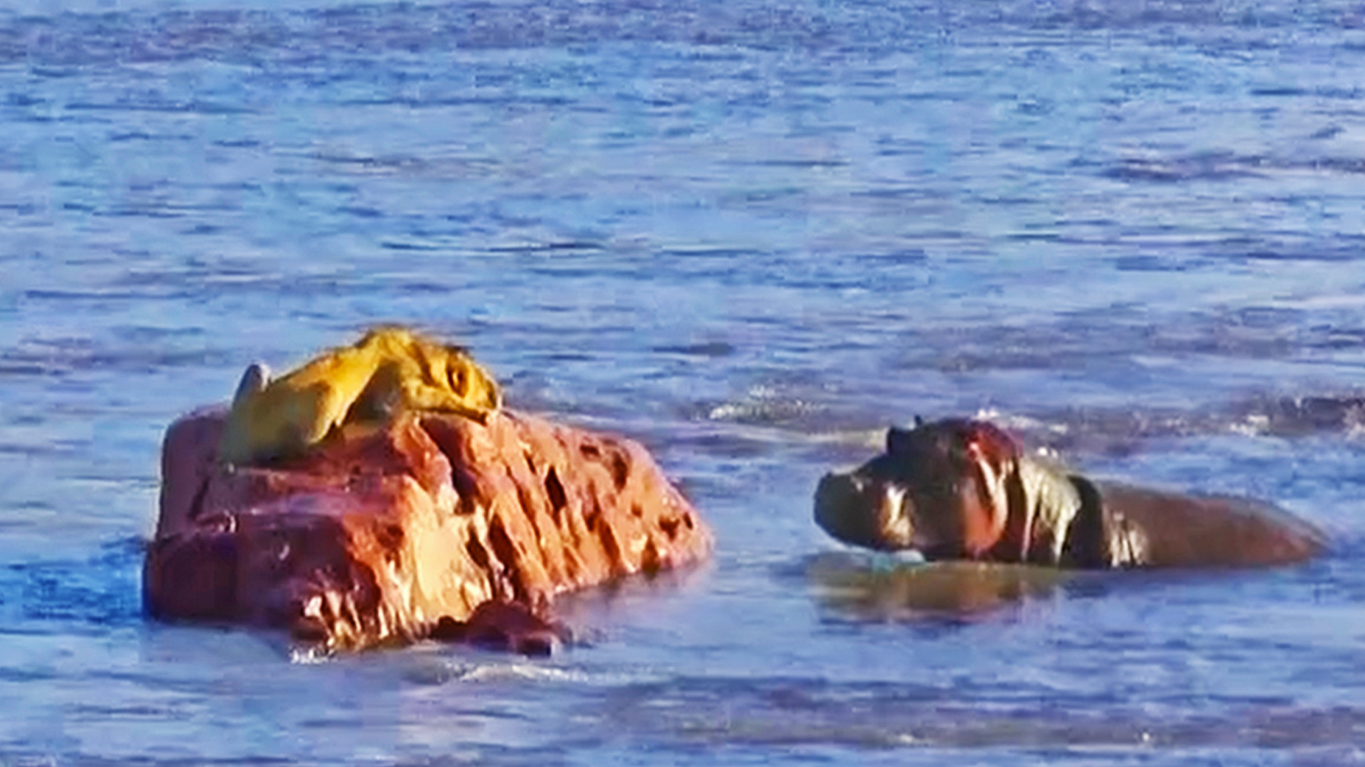 Stranded Lion Comes Face To Face With Hippos