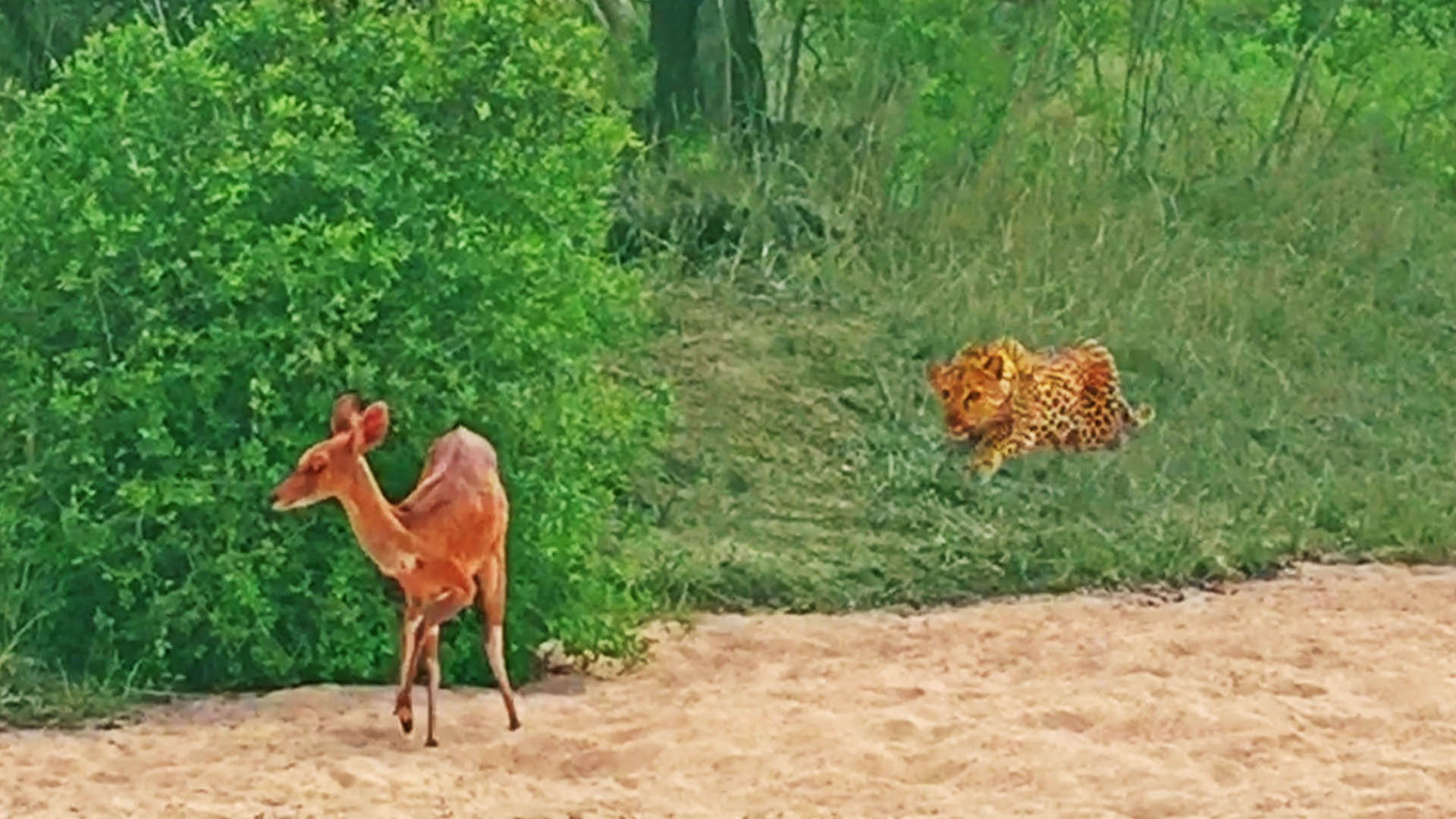 Watch Leopard Catch Blind Buck Going Around In Circles 