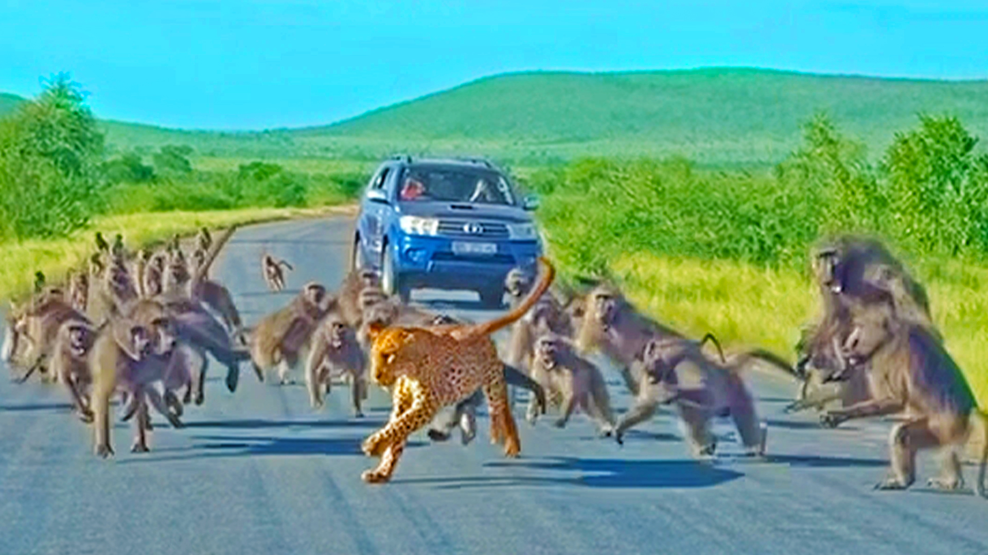 Watch Leopard Outnumbered By 50 Baboons