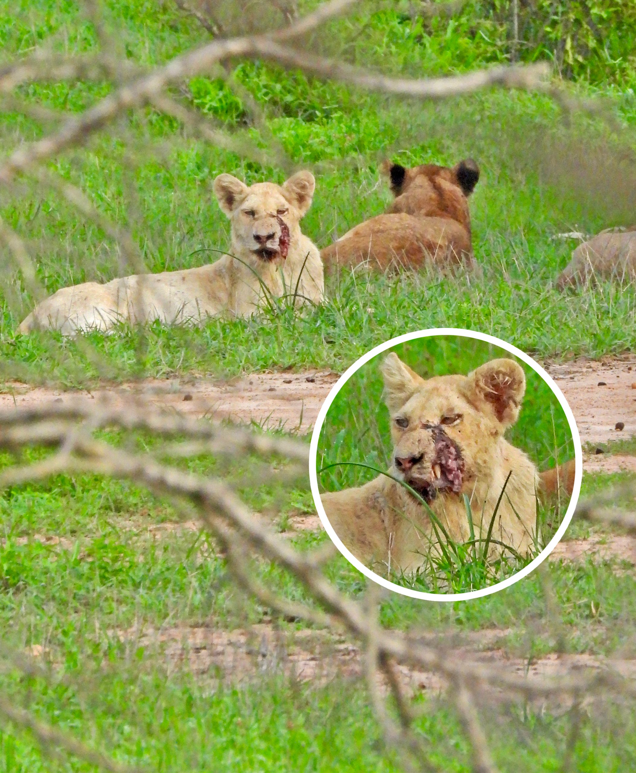 Concern For White Lion Cub As New Facial Injury Emerges