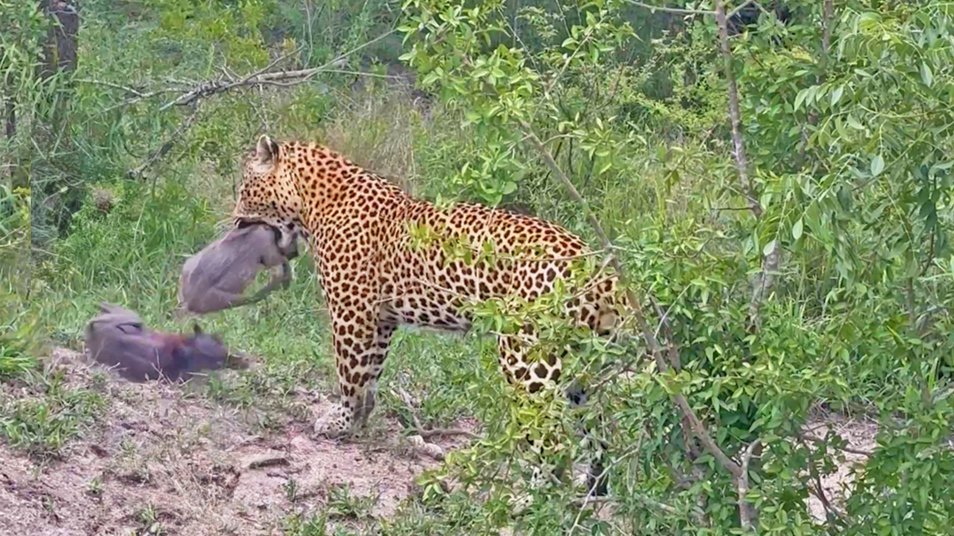 Wow: Watch Greedy Leopard Catch Entire Warthog Family