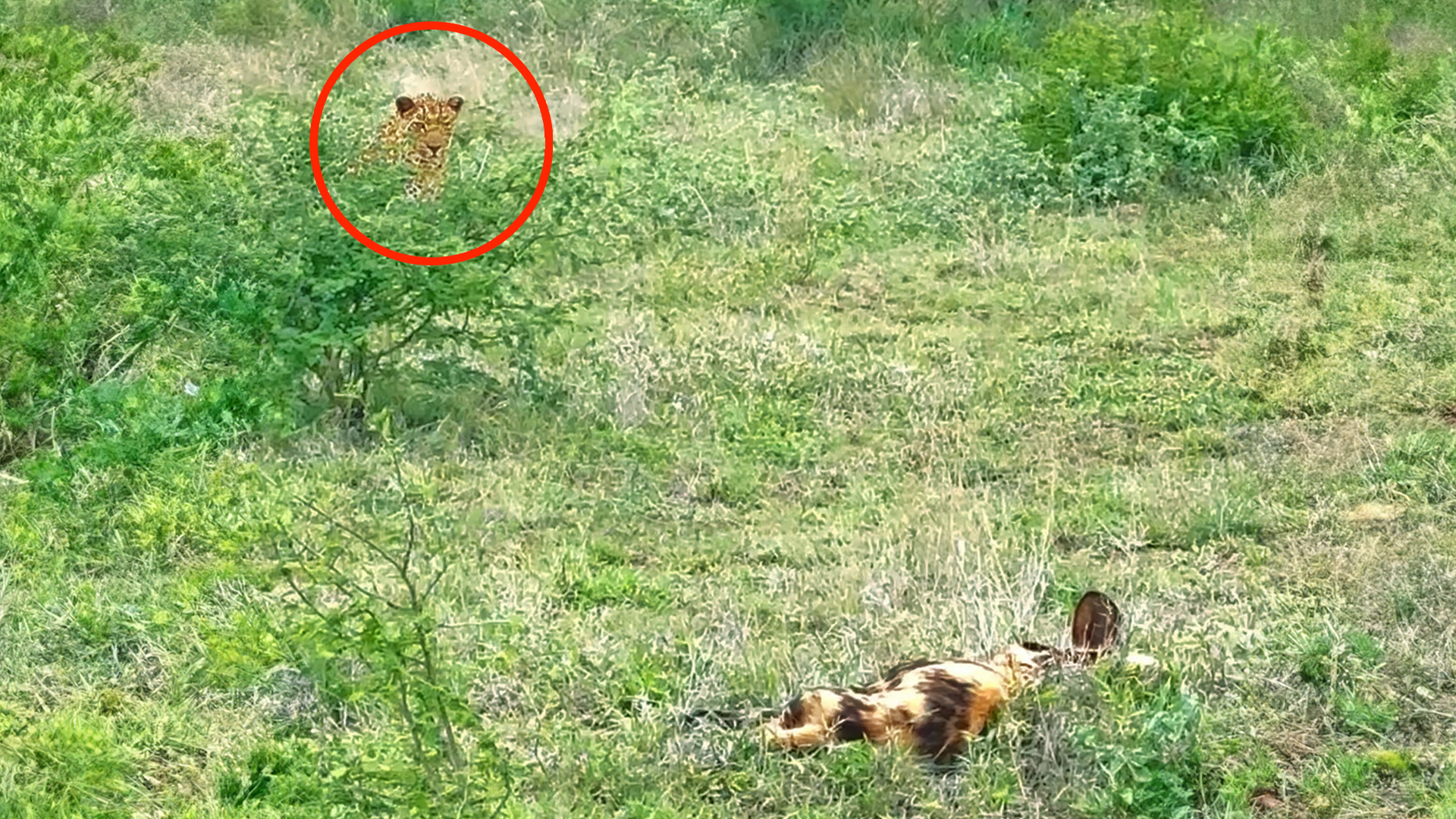 Watch Leopard Trying To Hunt Sleeping Wild Dogs 