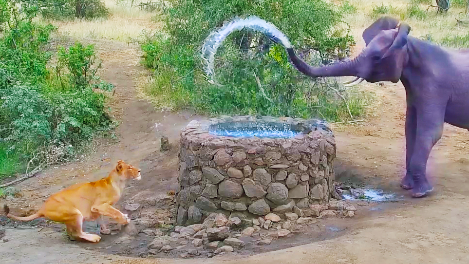 Watch Moment Elephant Sprays Water At Sleeping Lion