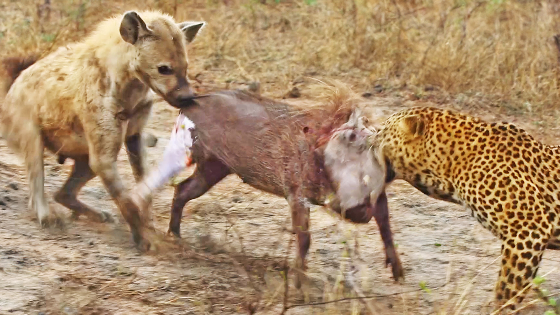 Watch Leopard and Hyena Break Warthog Apart