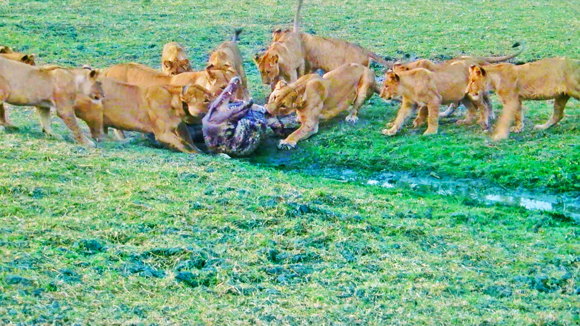 Watch Moment Lions Catch Crocodile To Feed Cubs