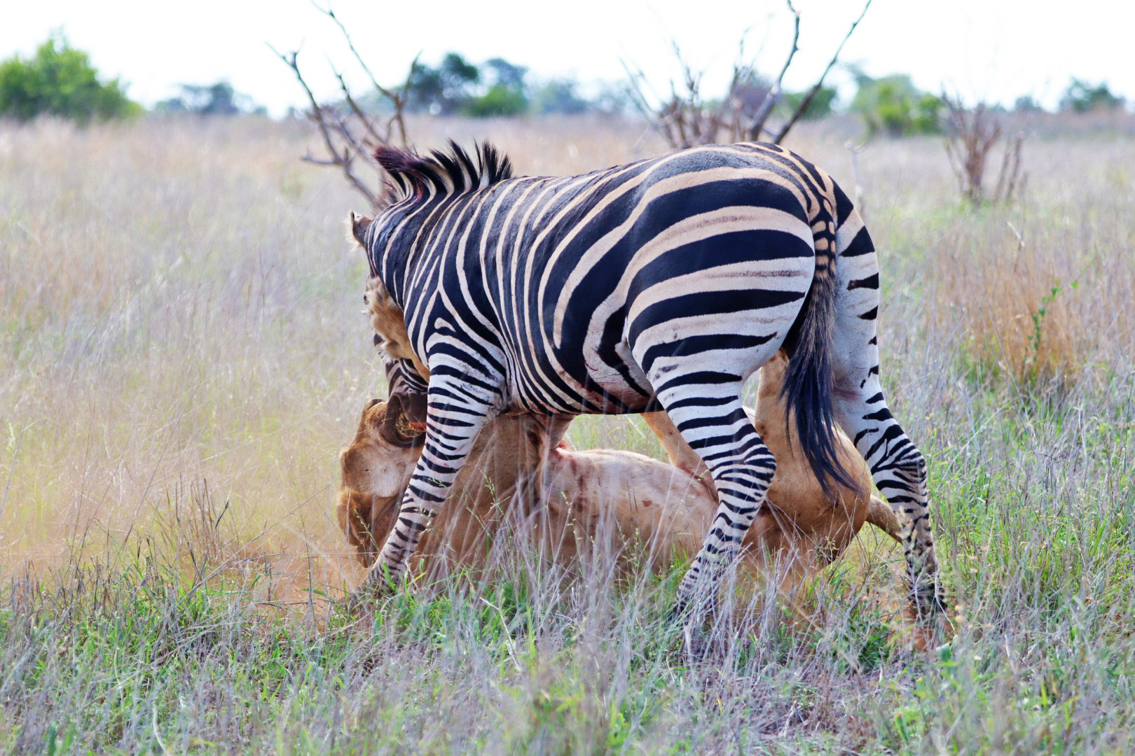 Kruger Visitor Finds Zebra On Top Of Lion