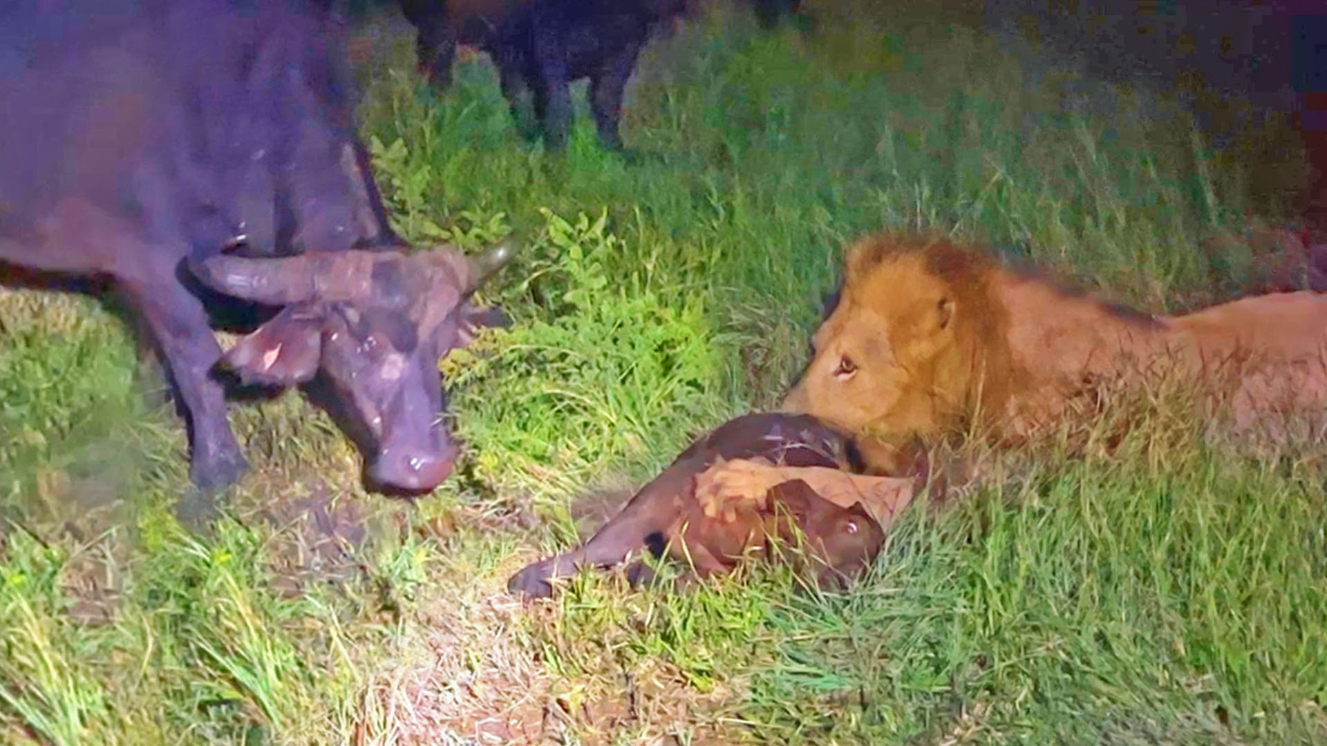 Moment Buffalo Throws Calf Into The Air To Save It From Lion