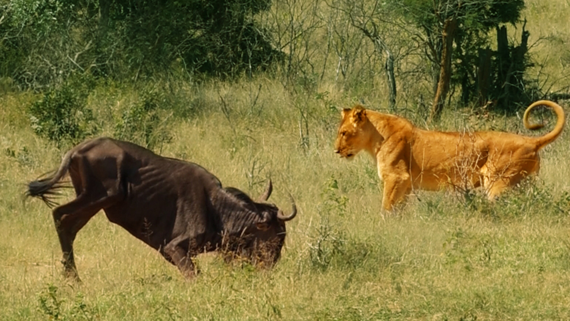 Watch Wildebeest Pass Out In Front Of Confused Lioness