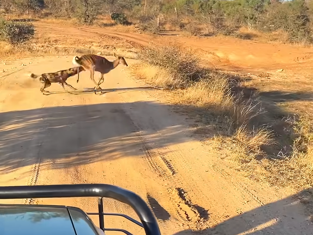 Desperate Buck Tries Drowning Wild Dog to Escape