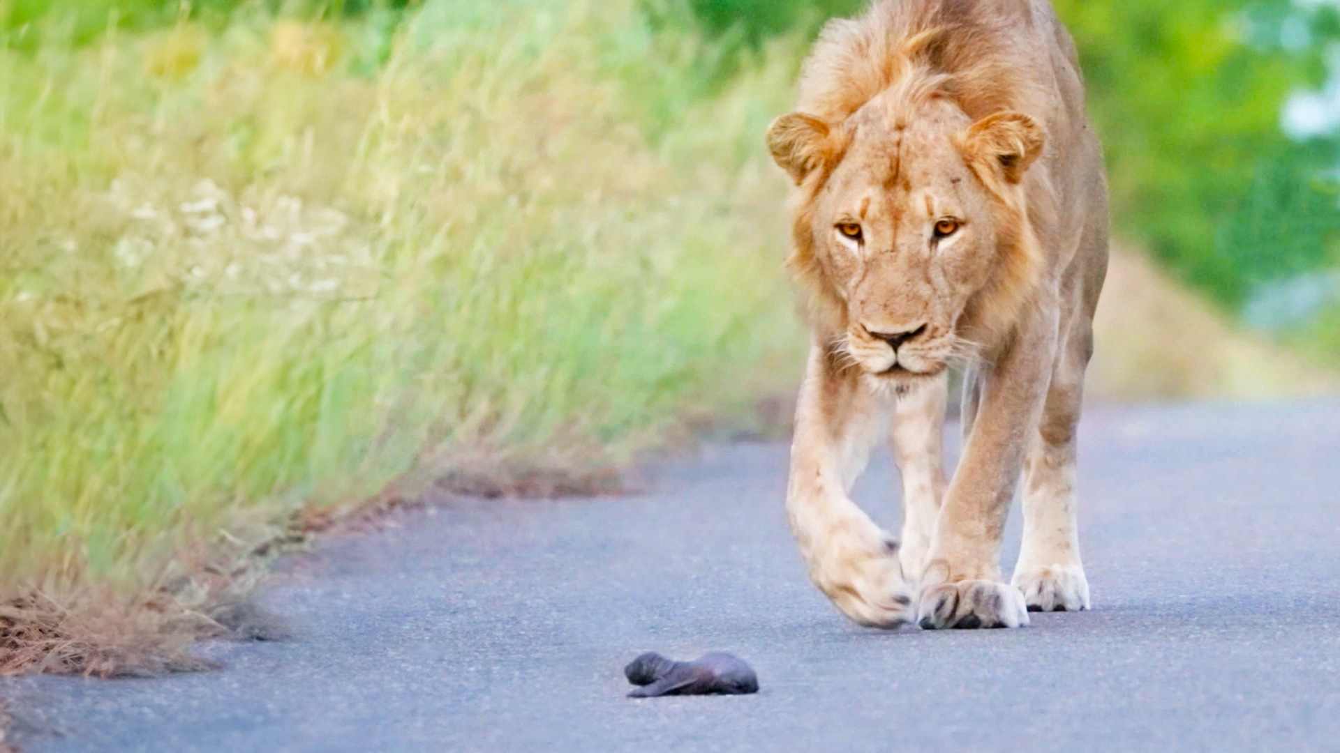 Watch Mom Honey Badger Leave Her Baby To Lions