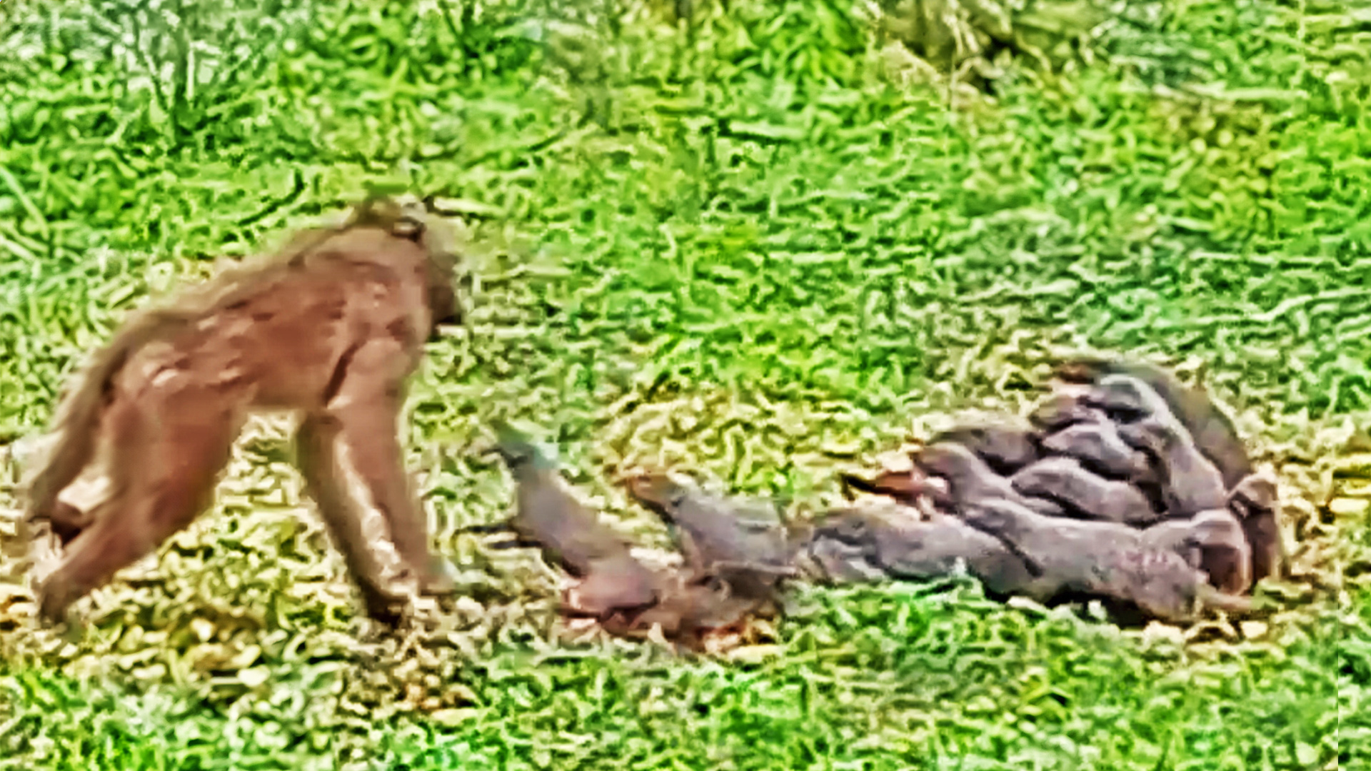 Watch Baboon Throw Mongooses By Their Tails