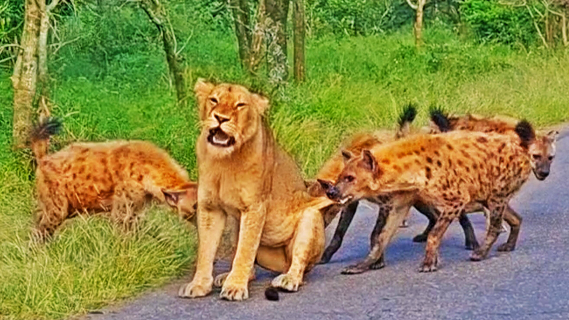 Old Lioness Tries Escaping Gang of Hyenas