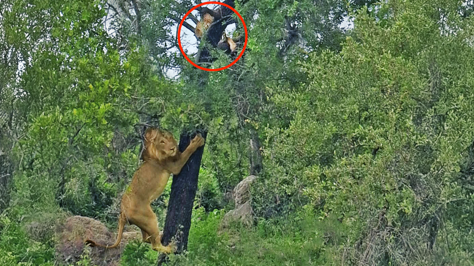 Leopard Watches Lion Struggle from the Safety of a Tree