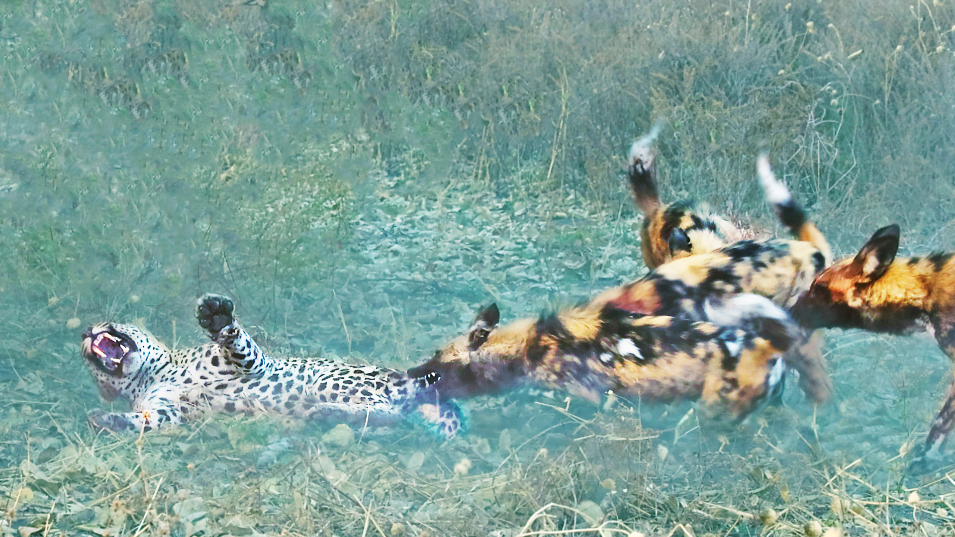 Wild Dogs Circle Leopard After It Steals Puppy