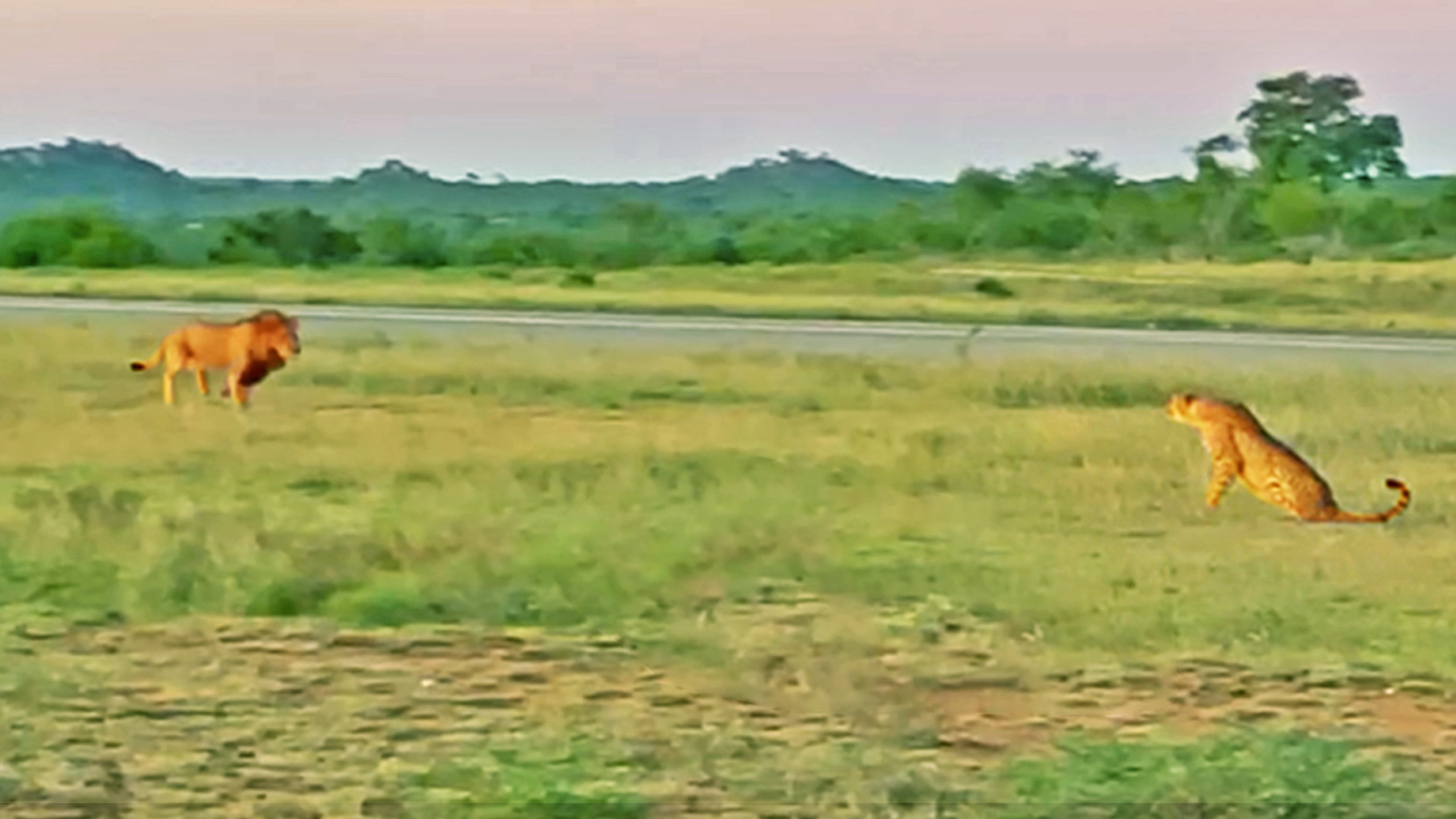 Watch Lion Try To Run Faster Than Cheetah