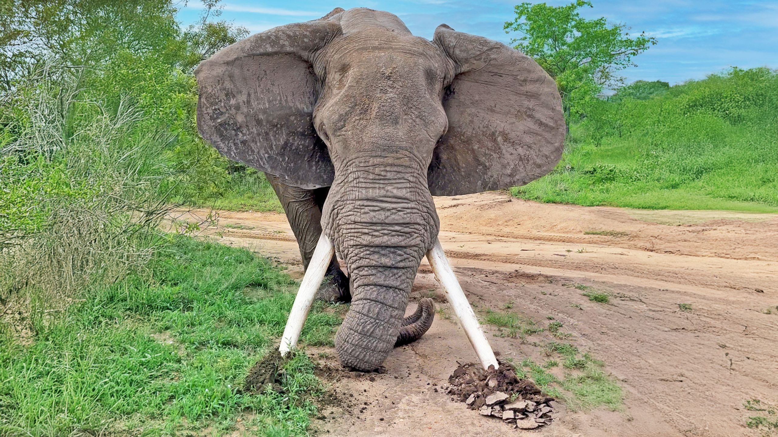 Big Elephant Tusker Crushes Ground in Powerful Display