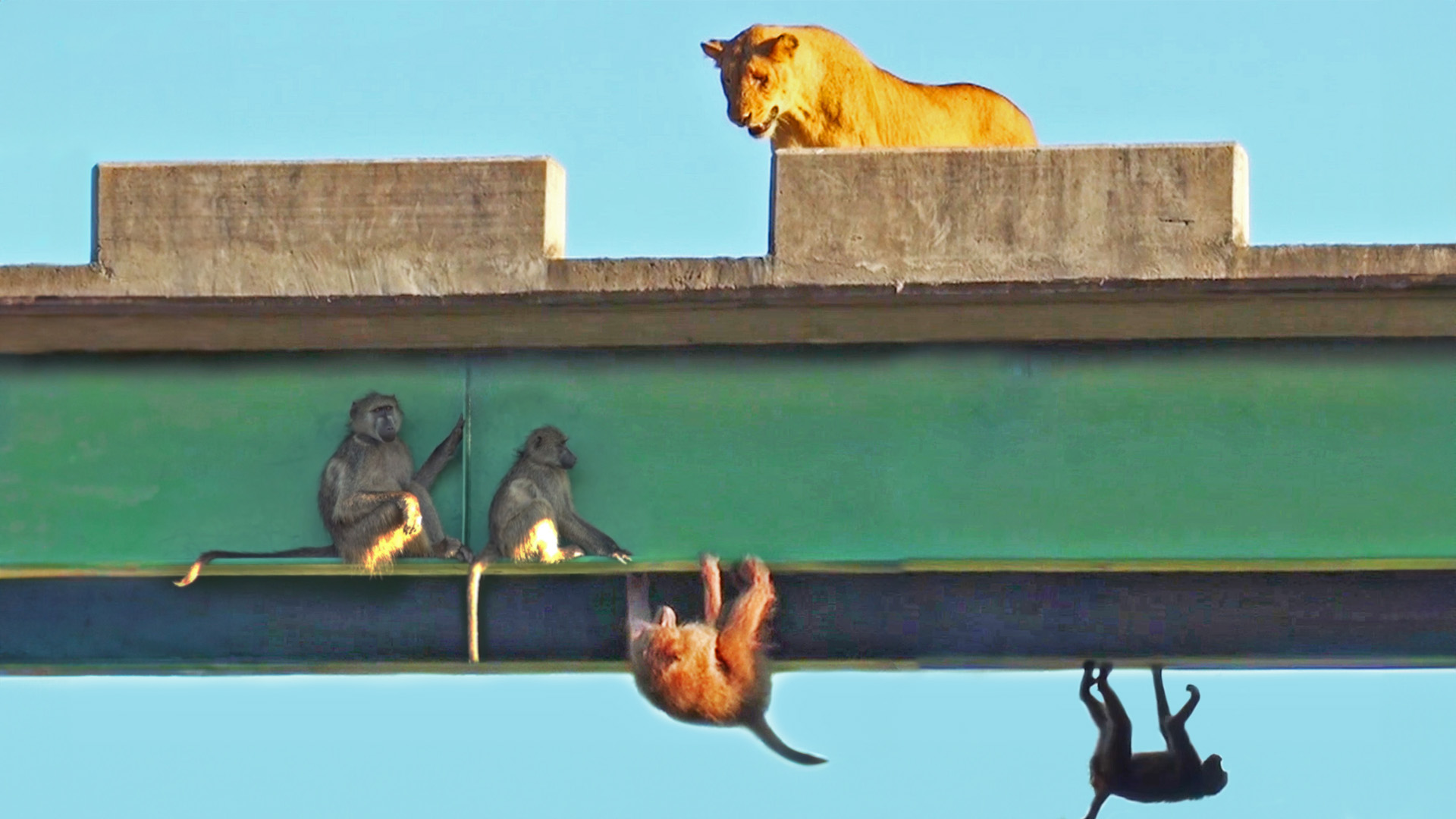 Watch Baboons Get Stuck On Bridge To Avoid Lions